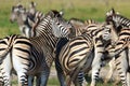 Zebras Royalty Free Stock Photo