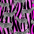 Zebras on Pink Purple Zebra Stripes Stripes Seamless Surface Pattern, Black and White Zebras Repeat Pattern for Textile Design, Fa Royalty Free Stock Photo