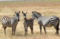 Zebras plagued by horseflies