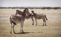Zebras on the plain Royalty Free Stock Photo
