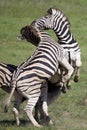 Zebras playing Royalty Free Stock Photo