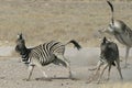 Zebras playing