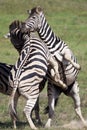 Zebras playing Royalty Free Stock Photo