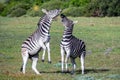 Zebras playing in the field Royalty Free Stock Photo