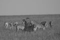 Zebras playing