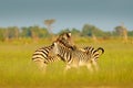 Zebras playing in the savannah. Two zebras in the green grass, wet season, Okavango delta, Moremi, Botswana