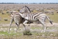 Zebras playing Royalty Free Stock Photo