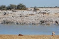 Zebras with pond water in Etosha National Park - Namibia