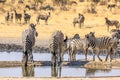 Zebras at pool Royalty Free Stock Photo
