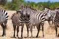 Zebras posing heads together in Serengeti, Tanzania, Africa