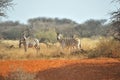 Zebras on red sand