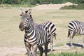 Zebras are resting in the wild Africa safari Royalty Free Stock Photo