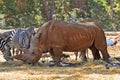 Zebras and rhinoceroses amicably walk