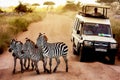 Zebras on the road in Serengeti national park in front of the jeep with tourists. Africa. Tanzania