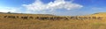 Zebras in a row walking in the savannah in Africa