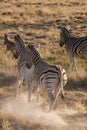 Zebras Running Away in Savannah of Etosha National Park, Namibia