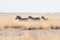 Zebras running at Etosha Pan, Namibia Royalty Free Stock Photo