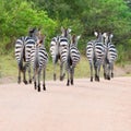 Zebras running on a path showing backsides in Uganda, Africa