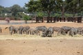 Zebras at Safari Ramat Gan, Israel