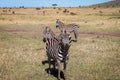 3 zebras on safari