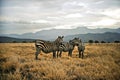 Zebras in the Savanna Royalty Free Stock Photo