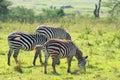 Zebras in savanna Royalty Free Stock Photo