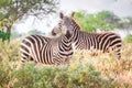 Zebras on savanna, Kenya, East Africa Royalty Free Stock Photo