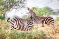Zebras on savanna, Kenya, East Africa Royalty Free Stock Photo