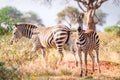 Zebras on savanna, Kenya, East Africa Royalty Free Stock Photo