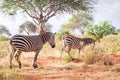 Zebras on savanna, Kenya, East Africa Royalty Free Stock Photo