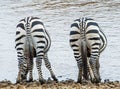 Zebras in savanna. Kenya. Tanzania. National Park. Serengeti. Maasai Mara.