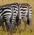 Zebras in savanna. Kenya. Tanzania. National Park. Serengeti. Maasai Mara.