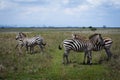 Zebras Royalty Free Stock Photo