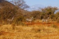 Zebras in the savanna of Tsavo East, Kenya Royalty Free Stock Photo