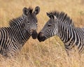 Zebras in the savannah of Mikumi