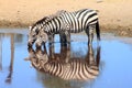 Zebras - Serengeti Royalty Free Stock Photo