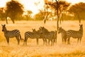 Zebras in Serengeti in misty light