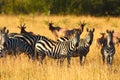 Zebras in Serengeti in misty light