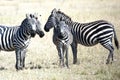 Zebras in the Serengeti, Tanzania