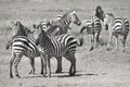 Zebras Royalty Free Stock Photo