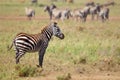 Zebras Royalty Free Stock Photo