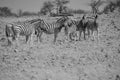Zebras Serengeti Tanzania. Royalty Free Stock Photo