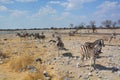 Zebras Serengeti Tanzania Royalty Free Stock Photo