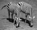 Zebras Royalty Free Stock Photo