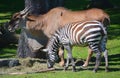 Zebra and commun eland Royalty Free Stock Photo