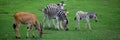 Zebras are several species of African equids and the common eland Royalty Free Stock Photo