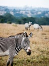 Zebras Royalty Free Stock Photo