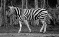 Zebras are several species of African equids Royalty Free Stock Photo