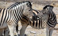 Zebras Royalty Free Stock Photo