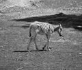 Zebras are several species of African equids Royalty Free Stock Photo